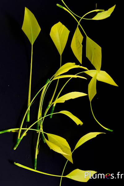 Oie flèche - 10-15 cm - jaune-lime